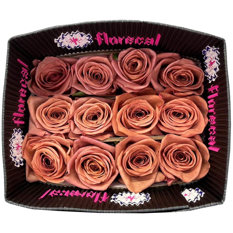 Миниатюра: Barista