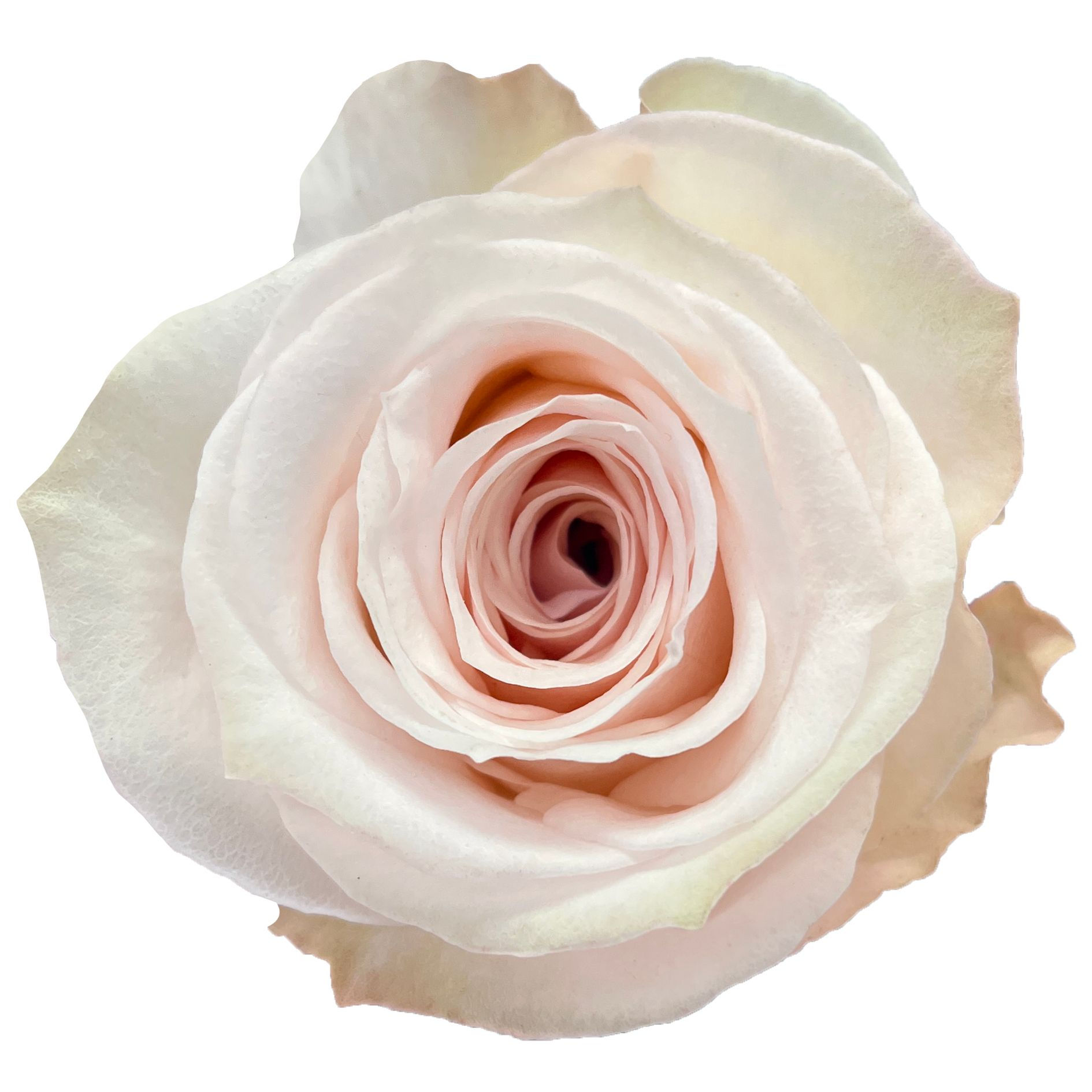 Mademoiselle *COMING SOON