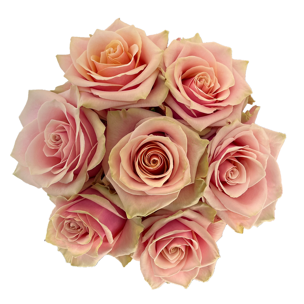 Миниатюра: Pink Amaretto