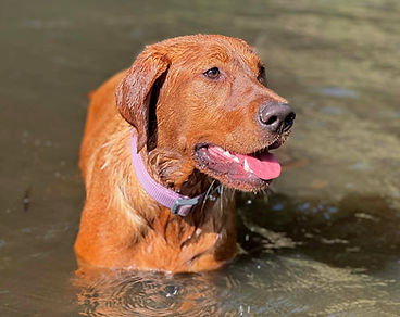 Redcypher River of the South 