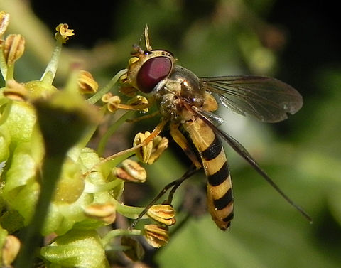 Meliscaeva cinctella (1).JPG