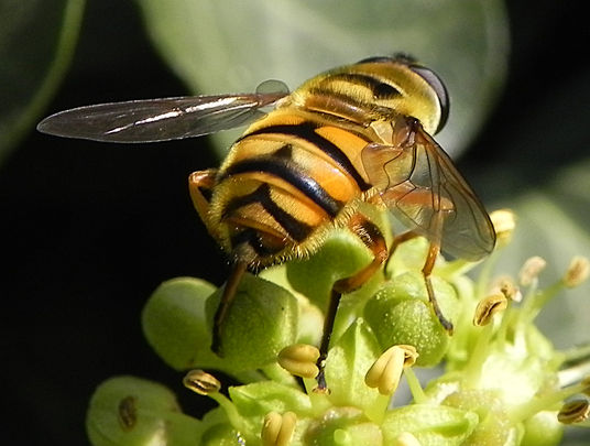 Myathropa florea (2).JPG