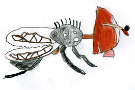 Fly drawing