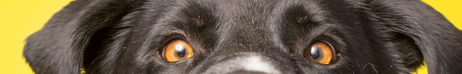 woofingtons pet emporium