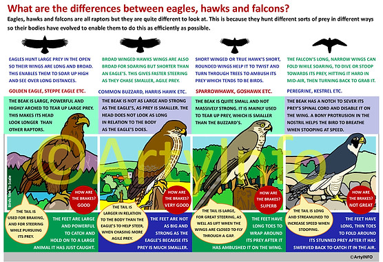 Raptor comparison information board
