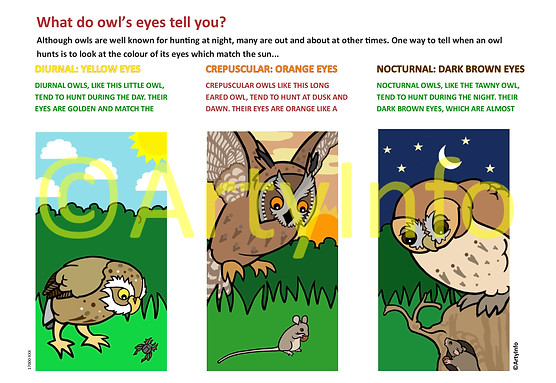 Owls eyes information board