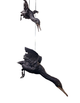 birbz_edited_edited_edited_edited_edited