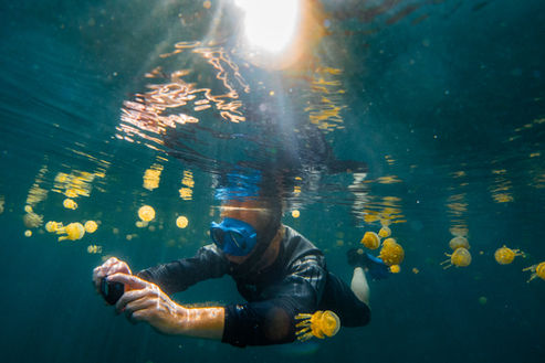 A scientific diver swimming through stingless jelly fish.