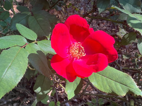 Dozen Photo Challenge: Best Photo