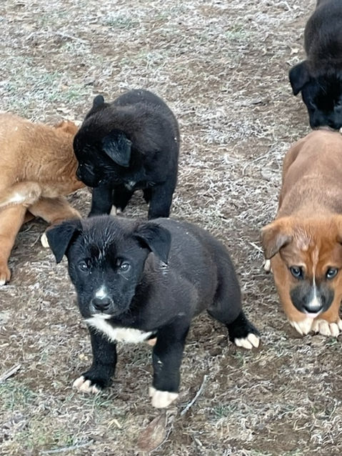 Stony Creek Kennels