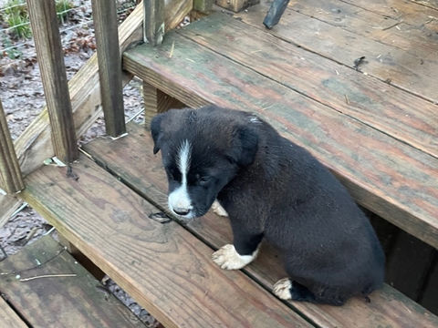 Stony Creek Kennels