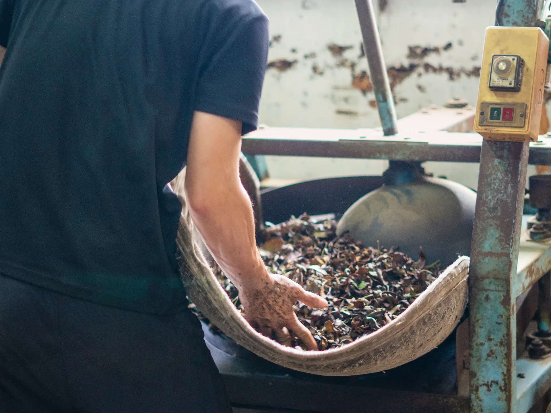 GABA Tea