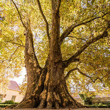 Plátano Gigante da Quinta de Fôja