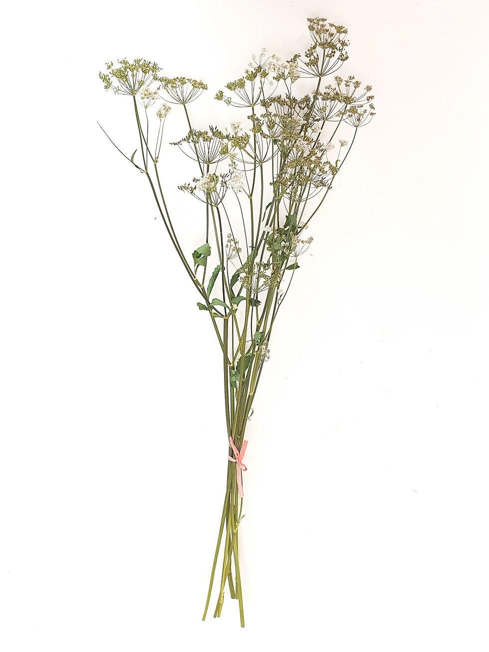 Thumbnail: Ground elder