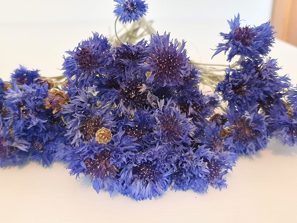 Thumbnail: Cornflowers (Centaurea cyanus)