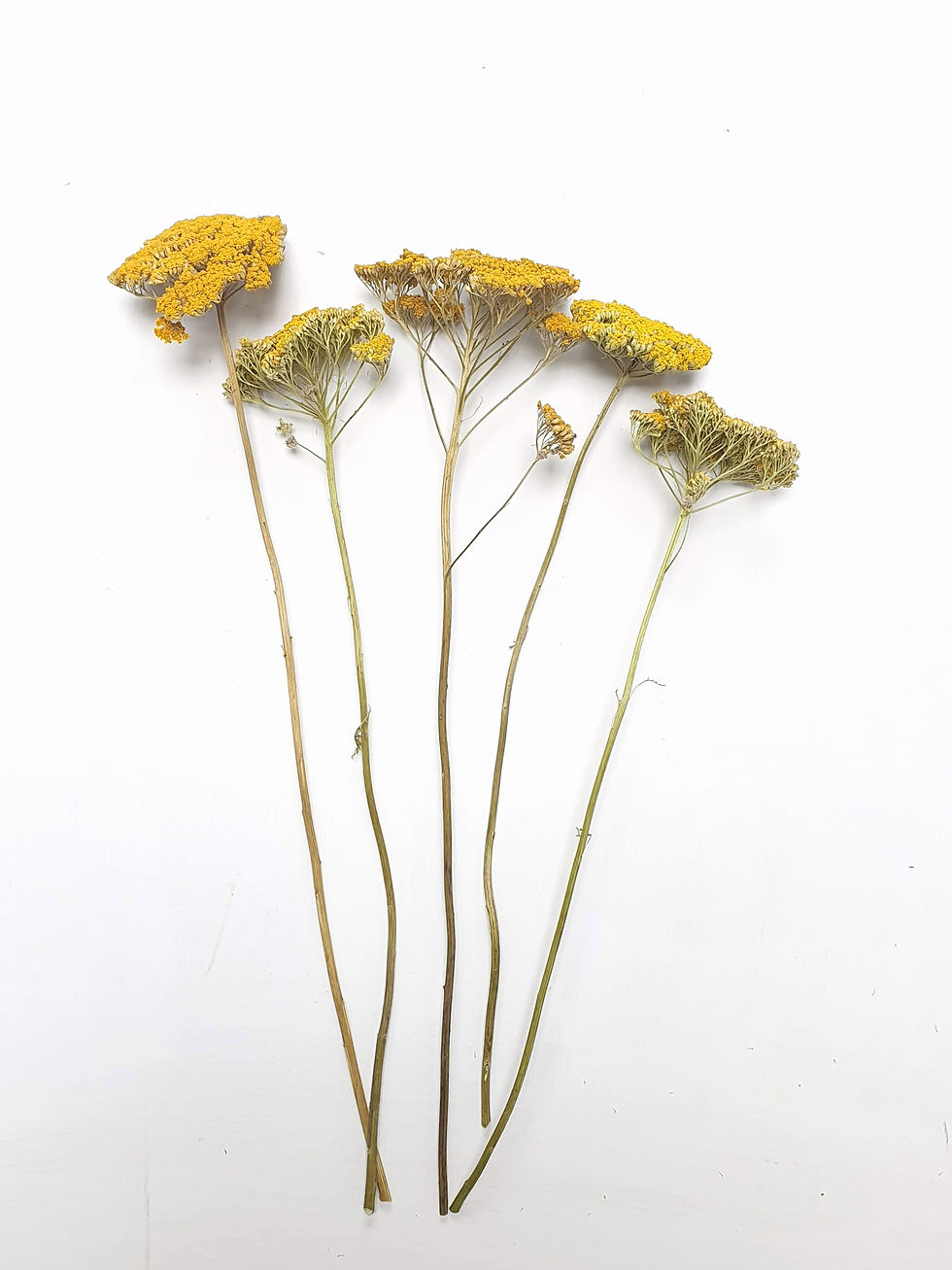 Thumbnail: Achillea, Parker's variety