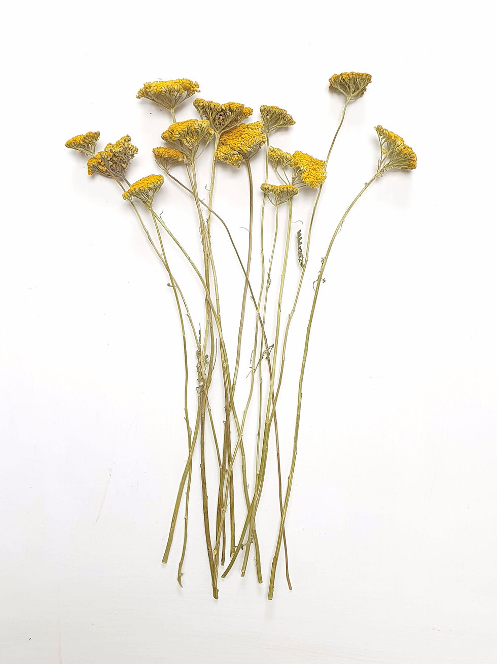 Thumbnail: Achillea, Parker's variety