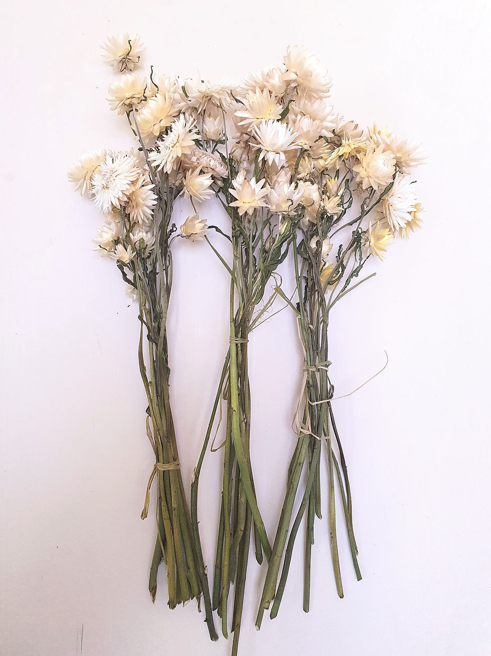 Thumbnail: Strawflower (Xerochrysum / Helichrysum)