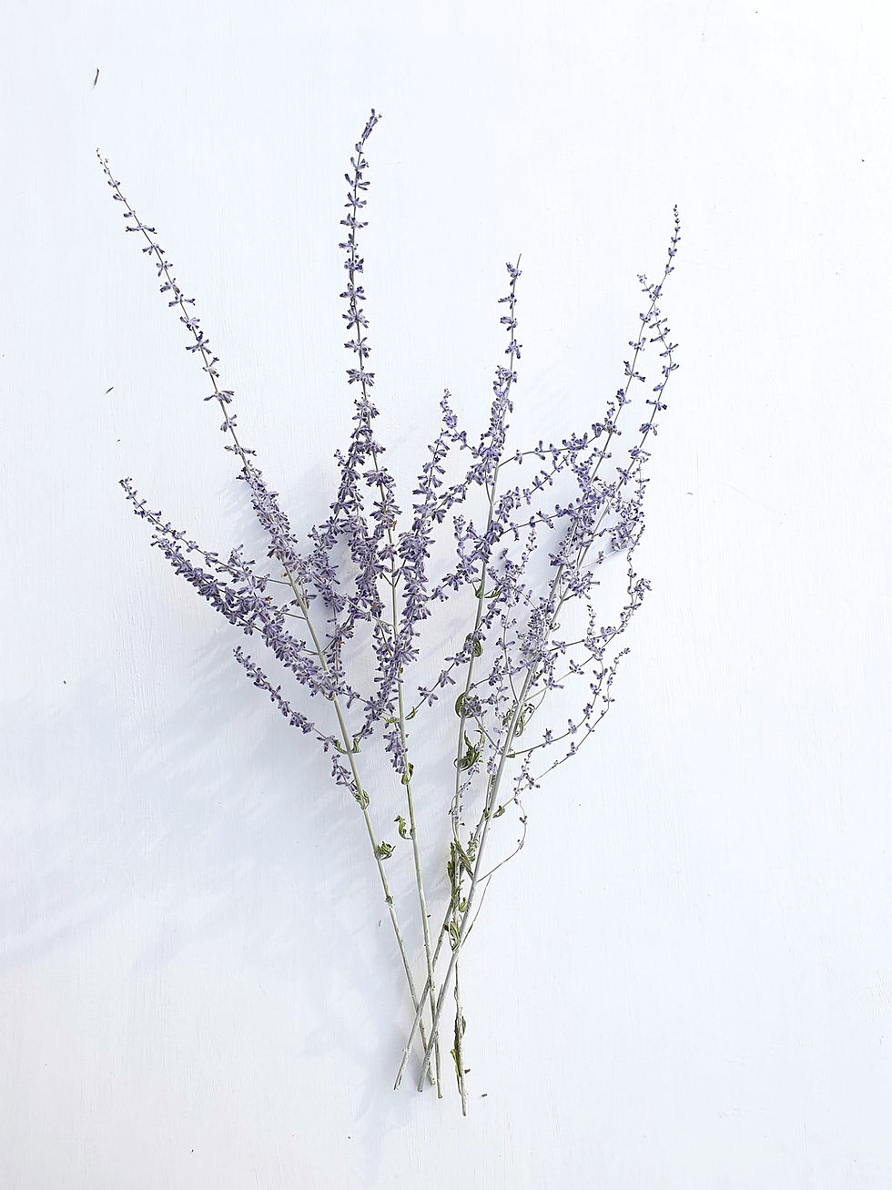 Thumbnail: Russian Sage (Perovskia)