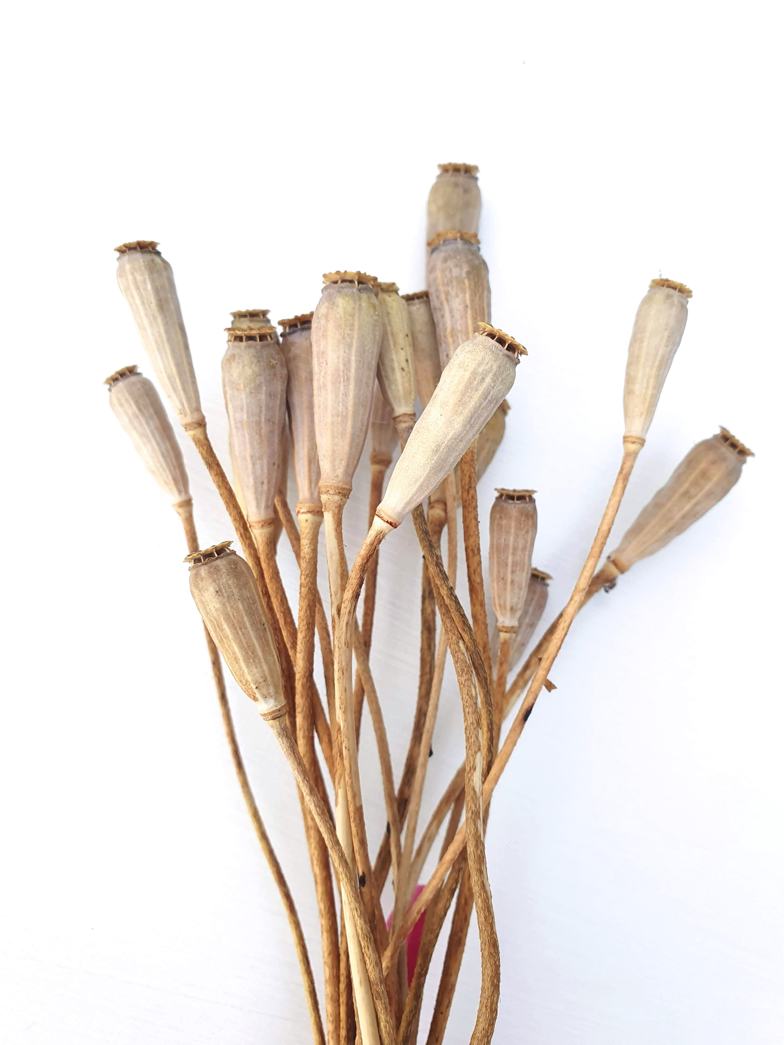 Common poppy (Papaver rhoeas)