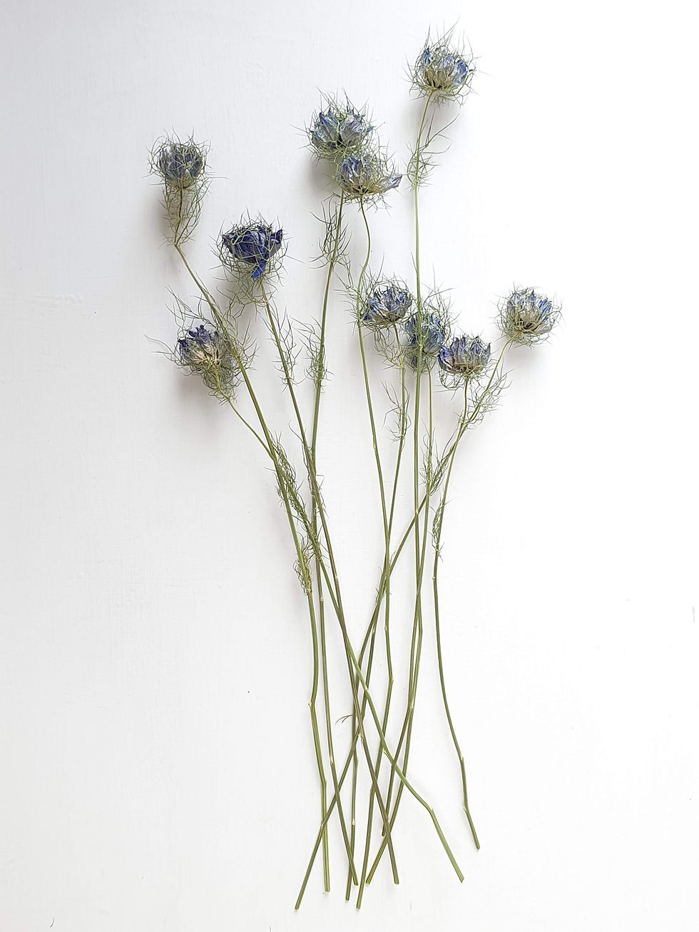 Thumbnail: Nigella dried flowers