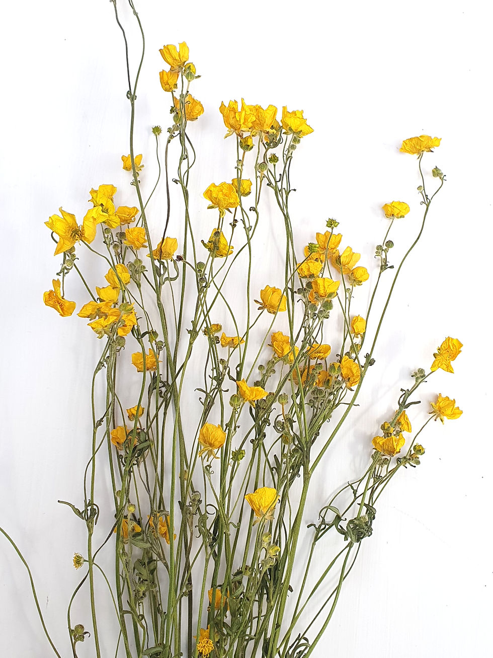 Thumbnail: Buttercups