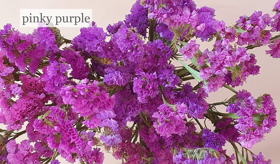Thumbnail: Sea lavender, Statice (Limonium)