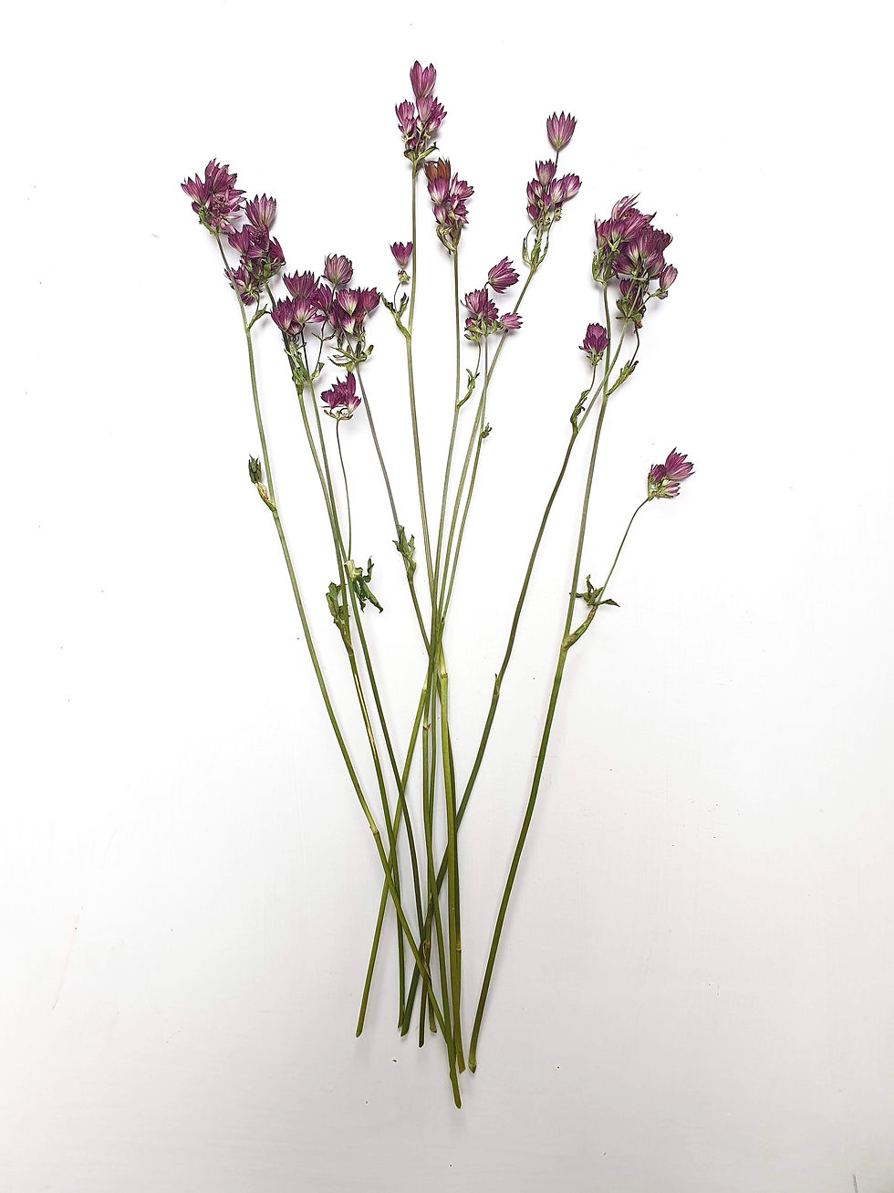 Thumbnail: Astrantia