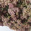 Thumbnail: Yarrow (Achillea millefolium)