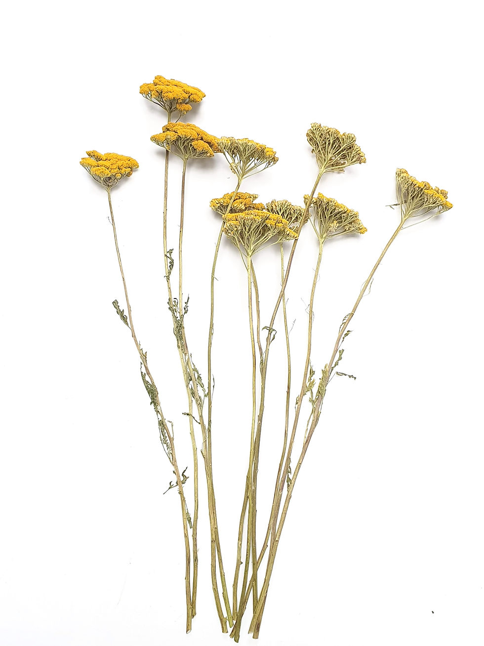 Thumbnail: Achillea, Parker's variety