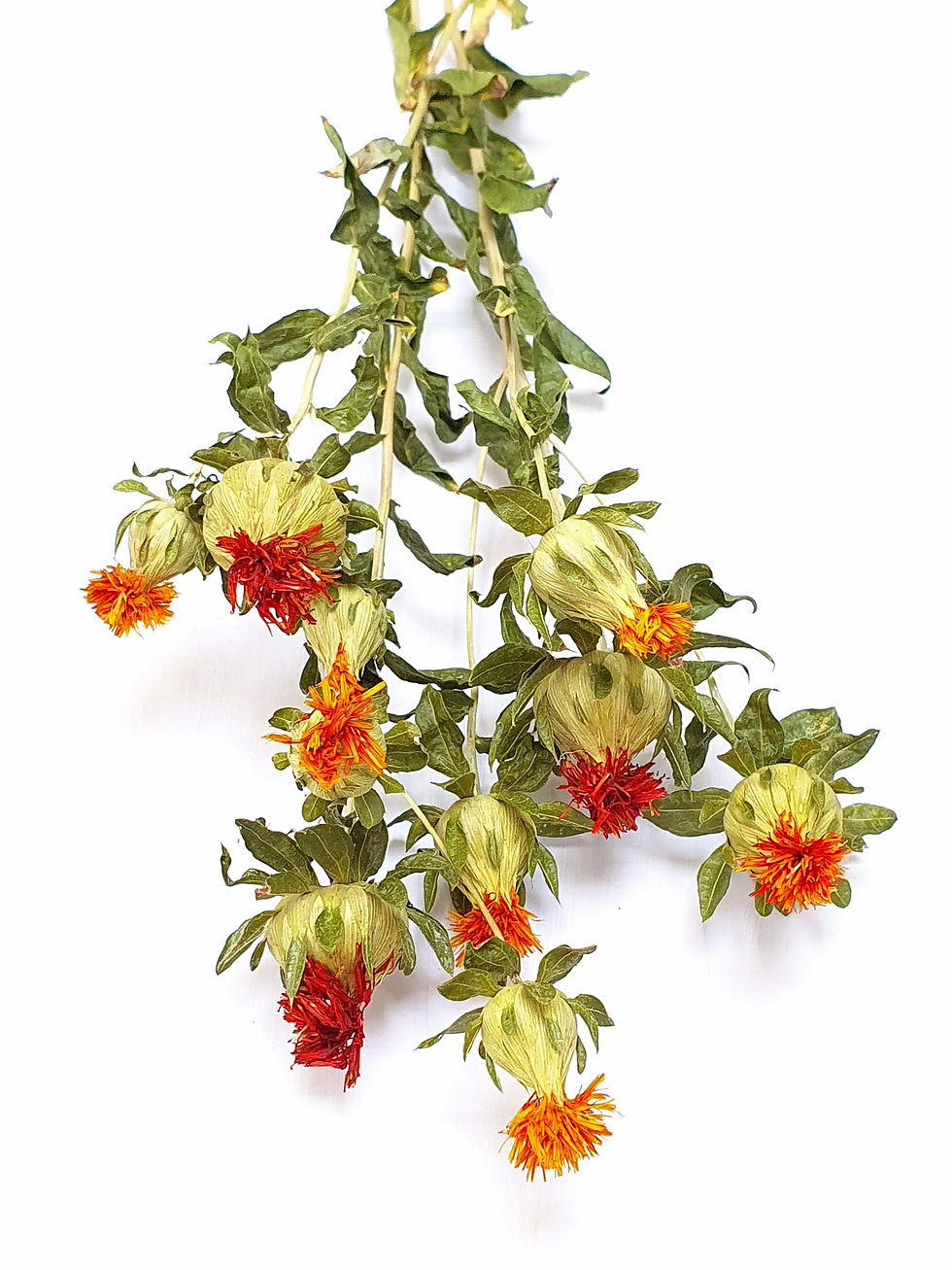 Thumbnail: Safflower (Carthamus)