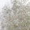 Thumbnail: Gypsophila (Baby's breath)