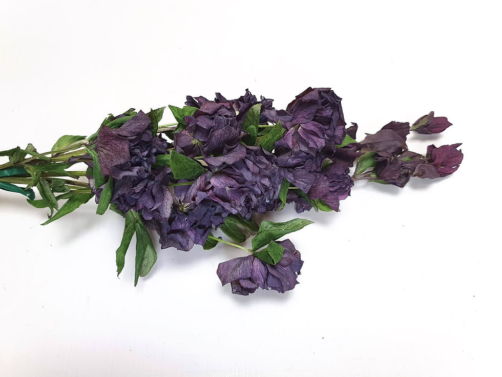 Thumbnail: Hellebore, Lenten Rose (Helleborus orientalis)