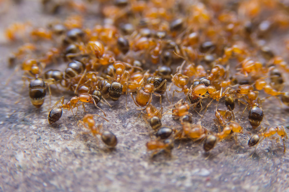 Fire Ants