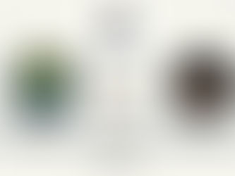 Match #15 Prediction: Barbados Royals vs. Trinbago Knight Riders – 2024 Caribbean Premier League