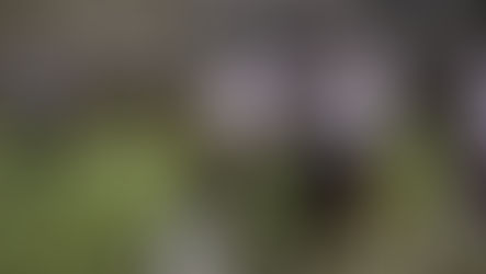 Tartan Varsity Football Advances to C.I.F. Semi-Finals