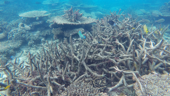 If It Wasn't Clear Already, the Planet is Dying.