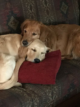Huebbe Family Comforts Two Golden Retrievers Amidst Quarantine