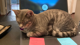 Gautreau's Cats Aid in Teaching Calculus via Zoom Classes