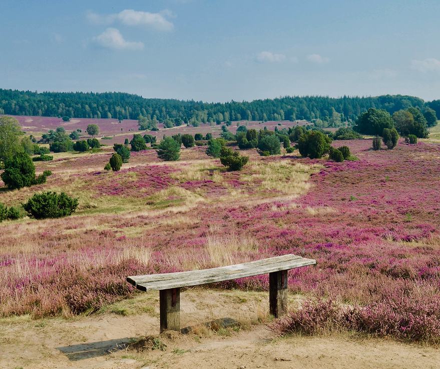 Design ohne Titel (4).png