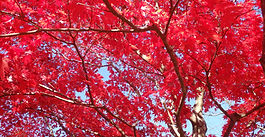 紅葉シーズン到来