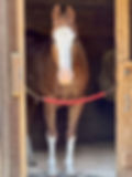 Tucker Stall image.jpg