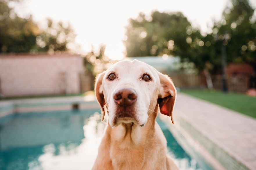 portrait-of-beautiful-dog-standing-by-swimming-poo-2023-01-16-23-21-23-utc.jpg