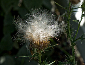 Thistle down