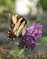 Eastern Tiger Swallowtail Butterfly
