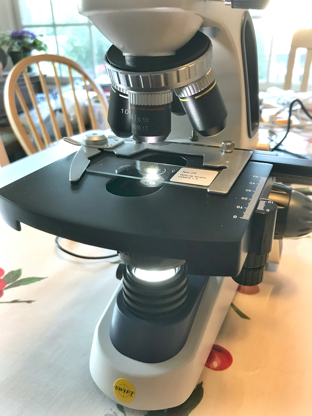 Microscope slide on stage