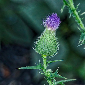Thistle