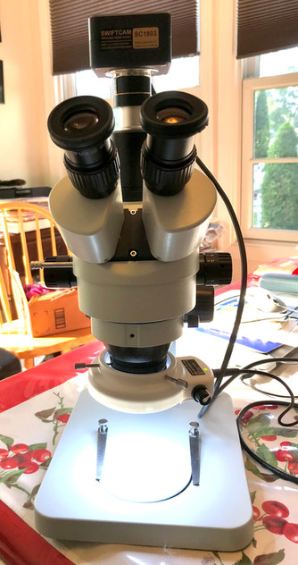 Amateur Microscopy - A Different Way of Looking at the World