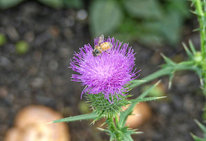 Bee on thistle