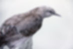 Thumbnail: Bird